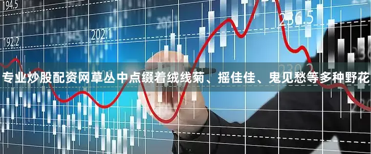 专业炒股配资网草丛中点缀着绒线菊、摇佳佳、鬼见愁等多种野花